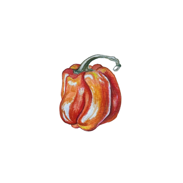 Orange Pepper