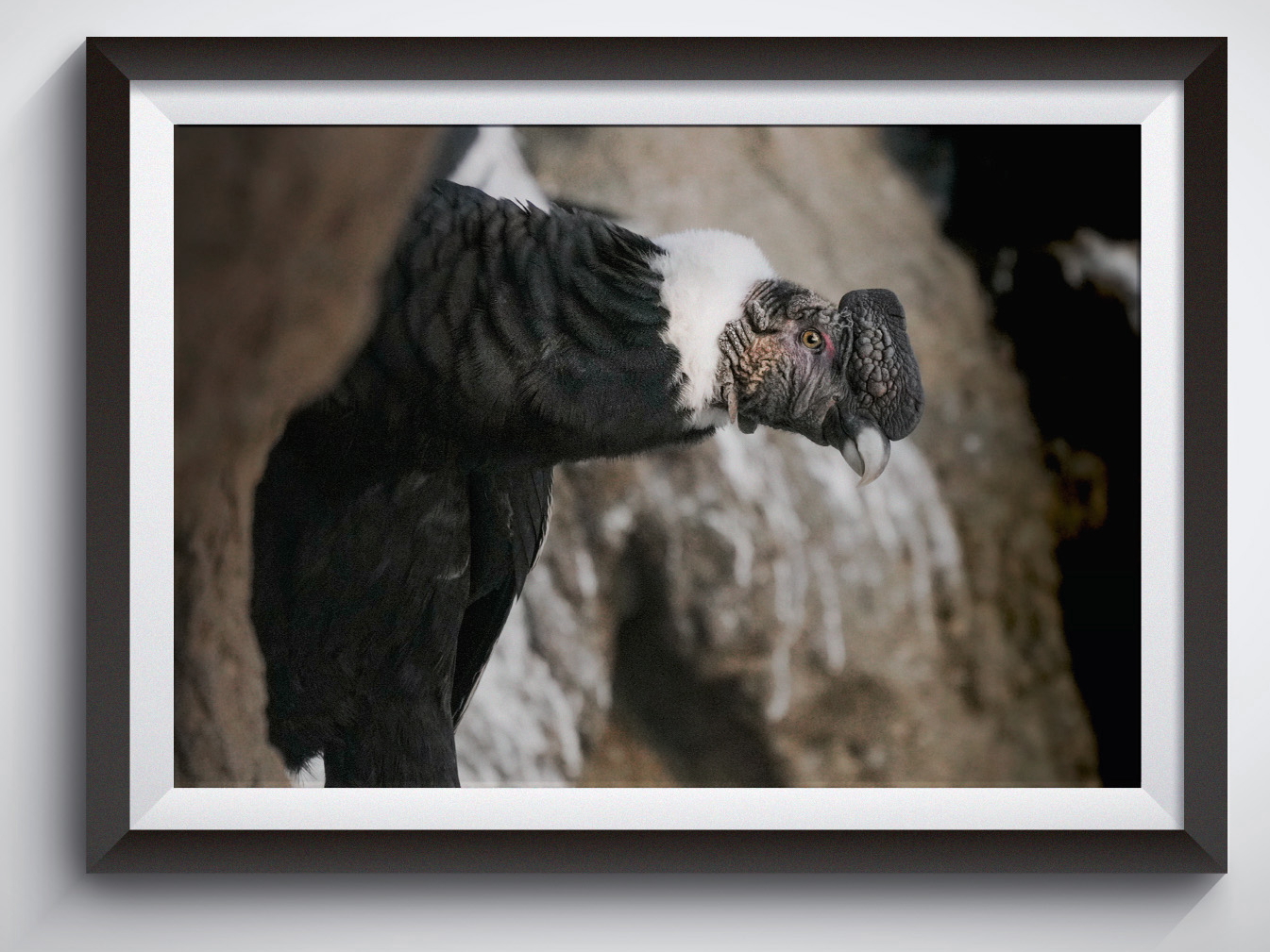 Cuadro Condor Andino