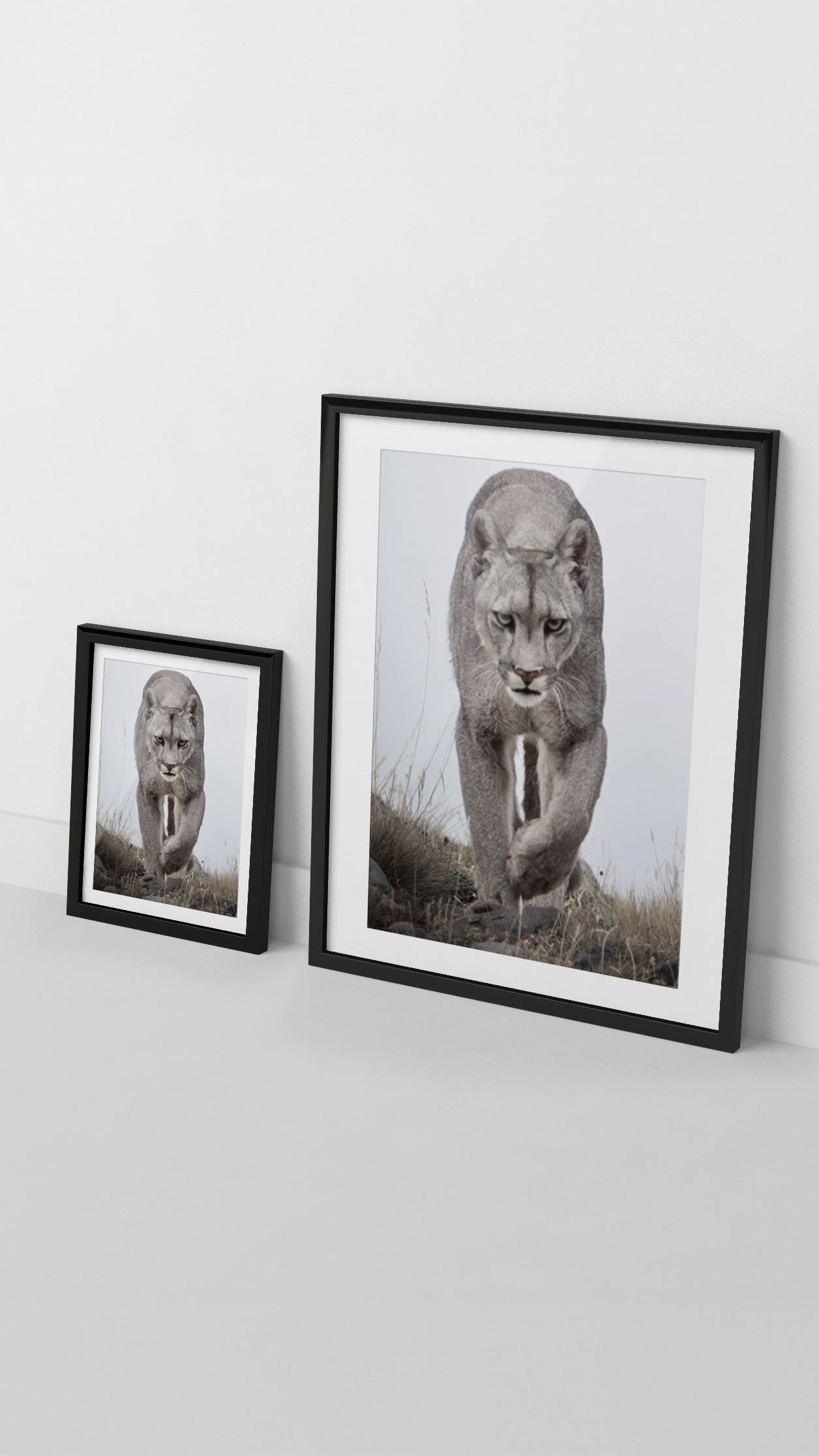 Cuadro Puma Escarcha 2