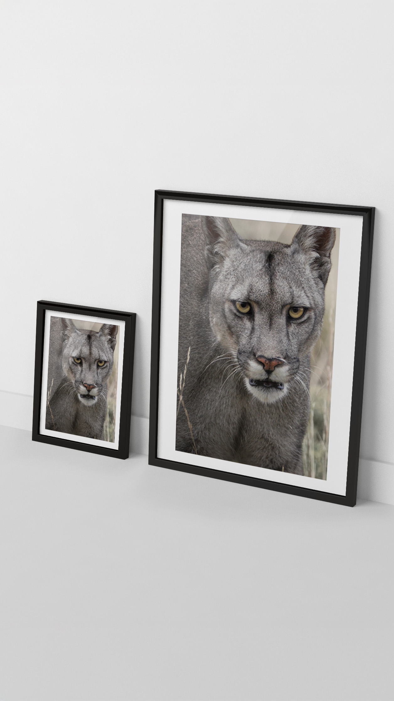 Cuadro Puma Escarcha