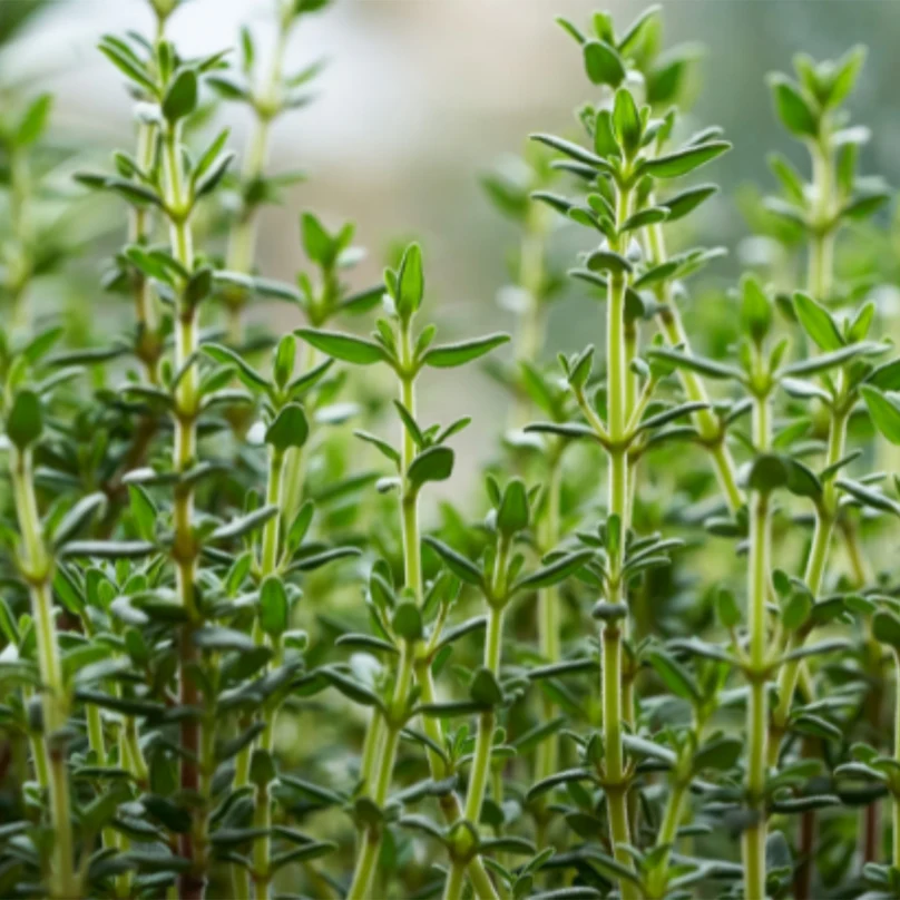 Thyme Herb Plant Seeds