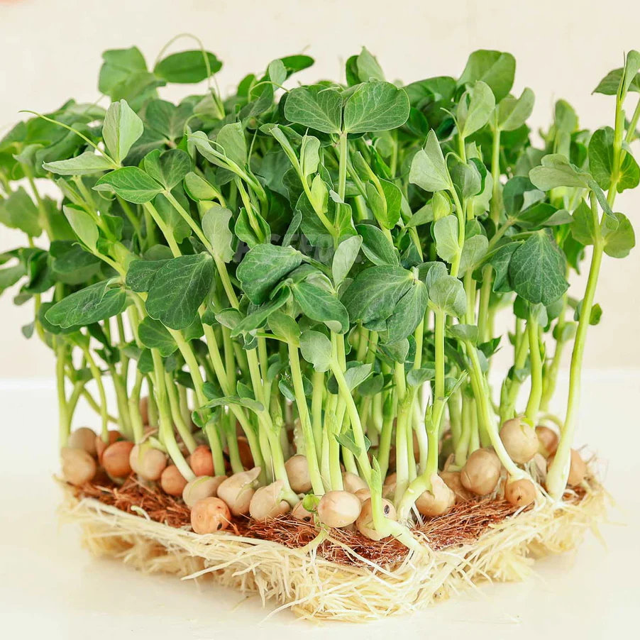 Fresh Pea Seeds