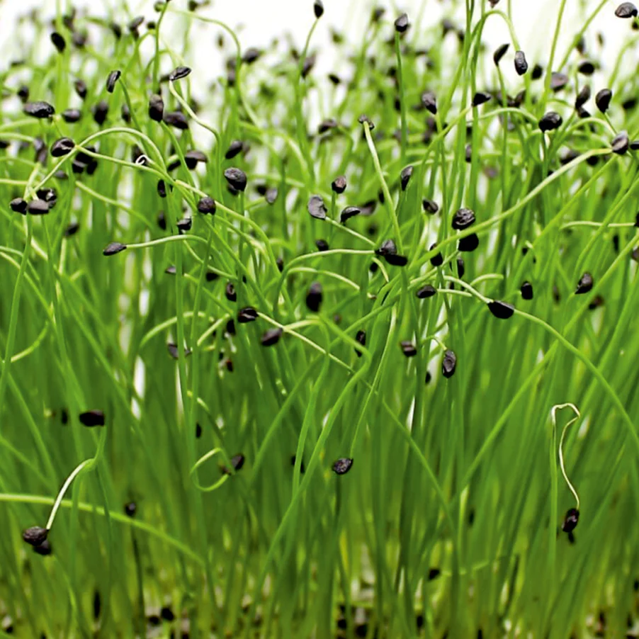 Onion Seeds