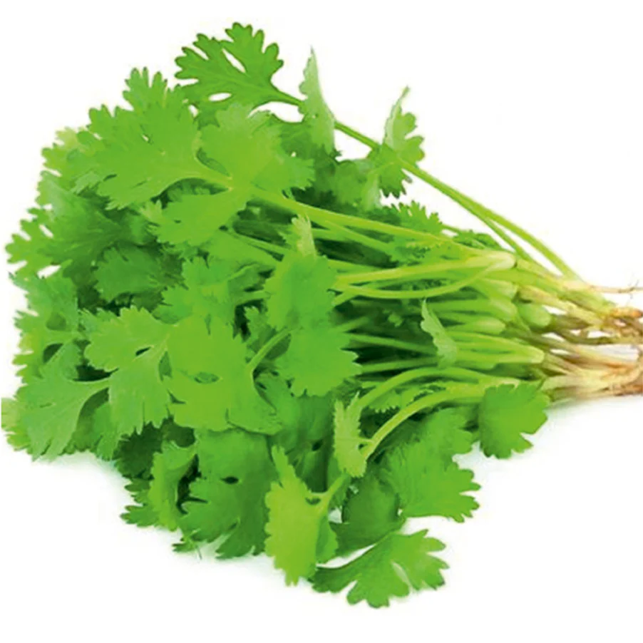 Fresh Coriander Leaves