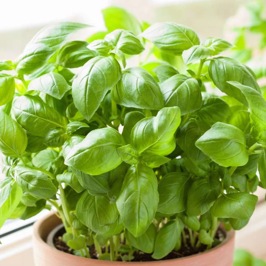 Basil Plant Seeds