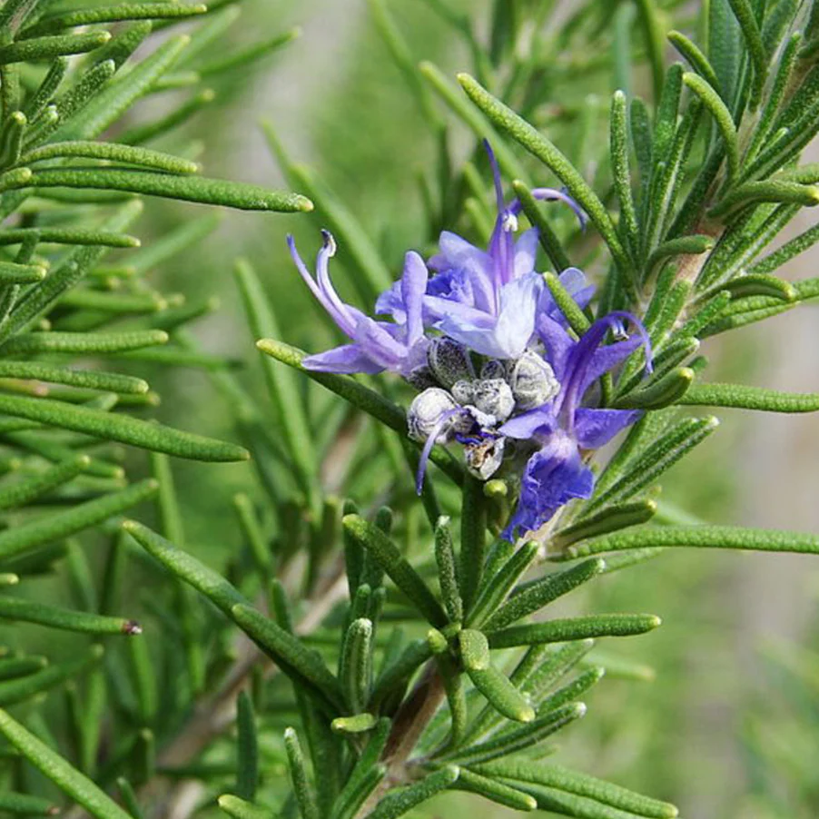 Rosemary Herb Seeds