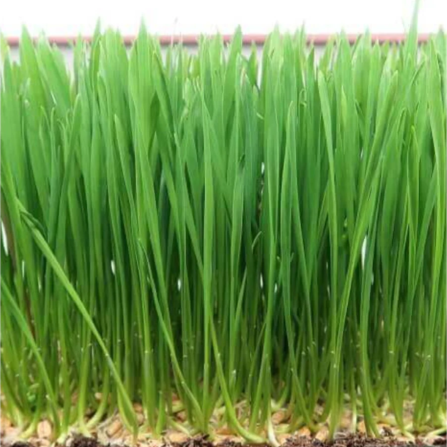 Wheatgrass Seeds