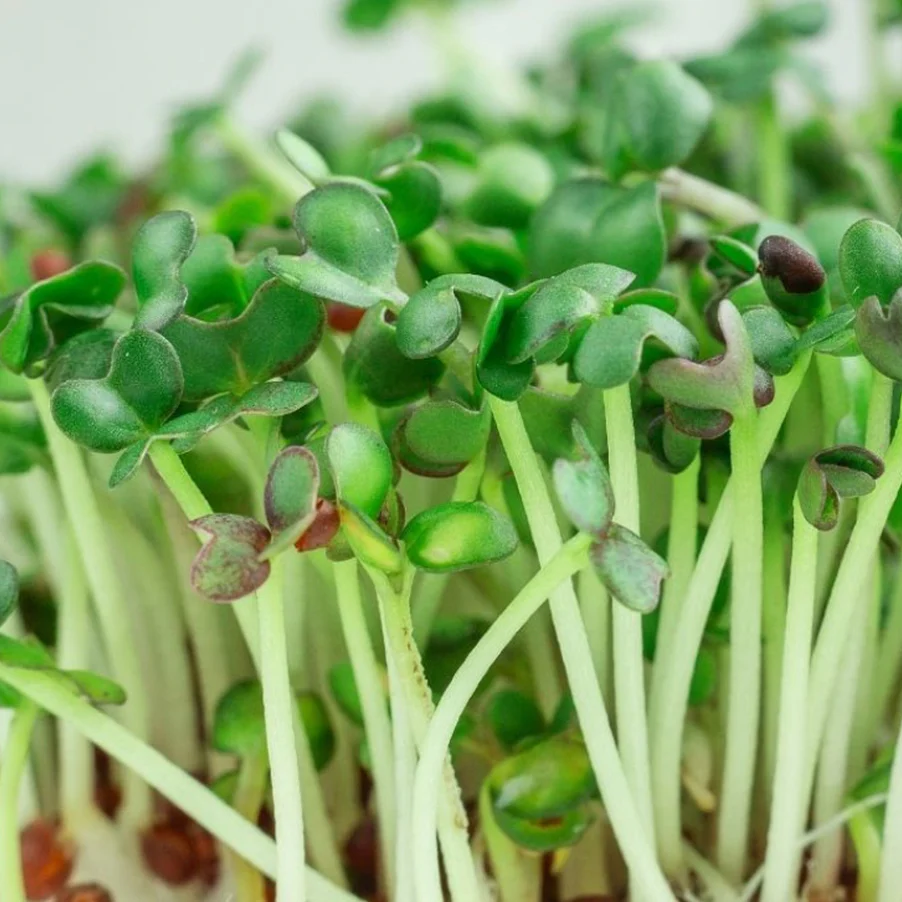 Radish Seeds