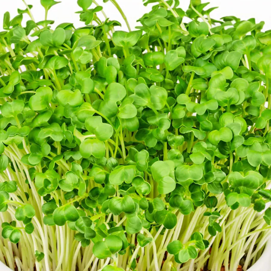 Fresh Radish Seeds