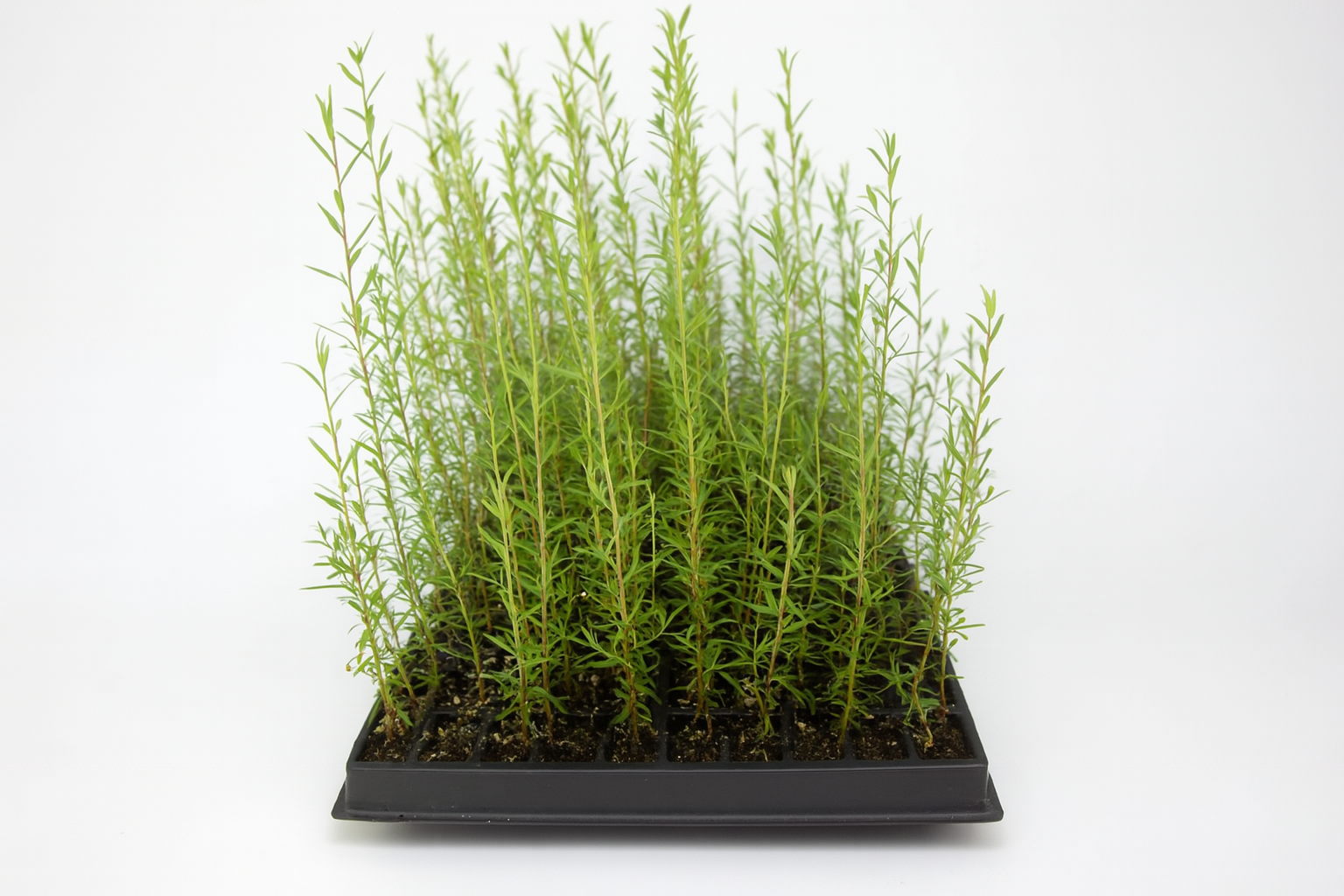 🍃 500 Graines de Manuka Blanc Authentique (Leptospermum scoparium) – Plantez, Protégez les Abeilles et Gagnez ! 🌿