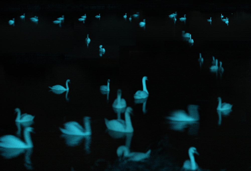 The Phantom of the Swans