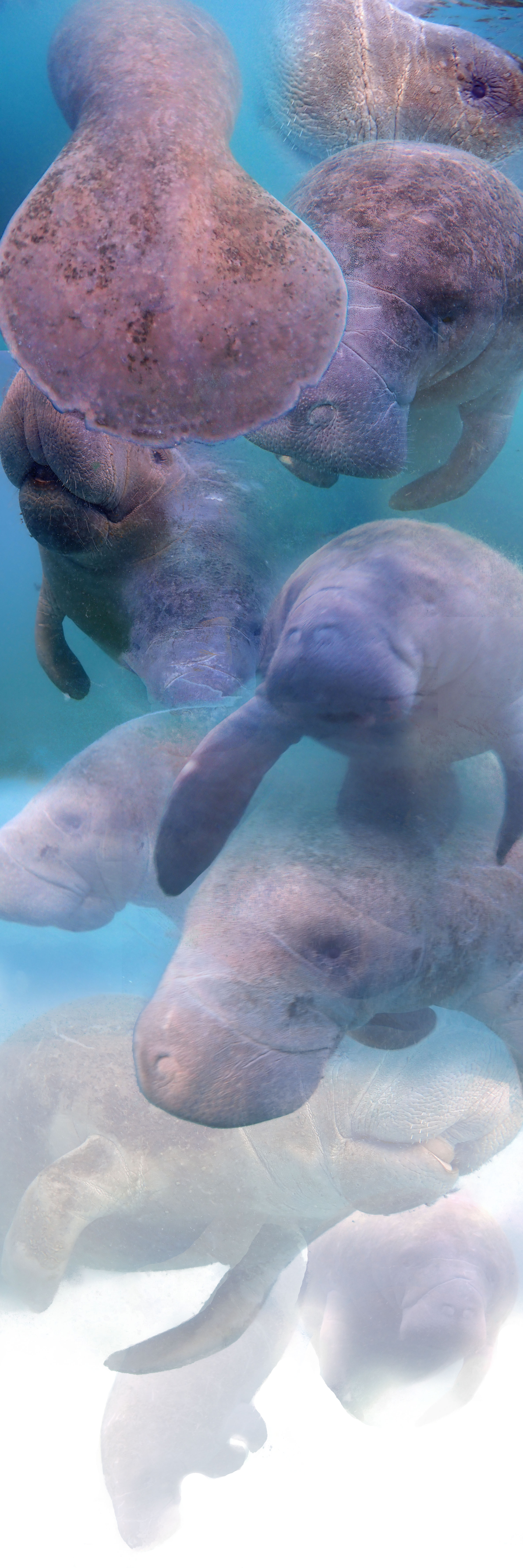 The Song of the Manatees