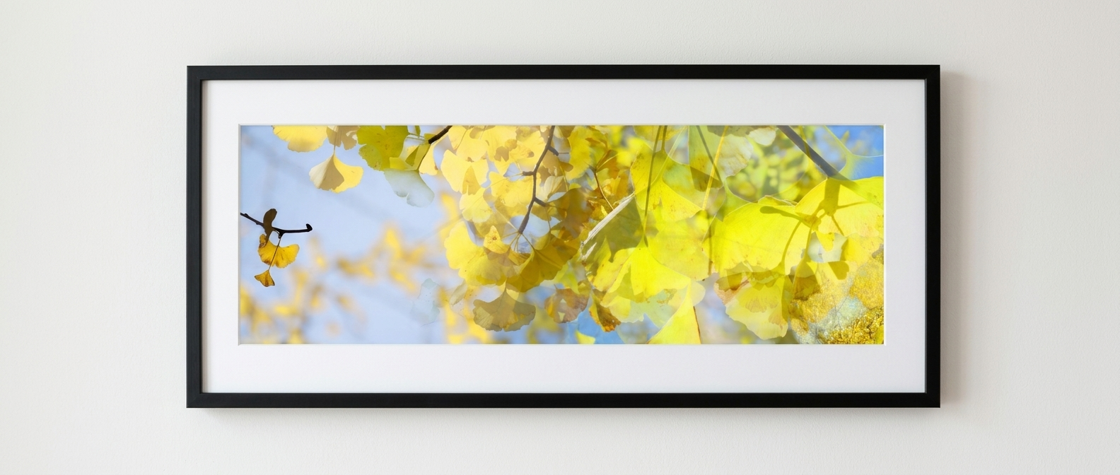 Ginkgo Leaves 