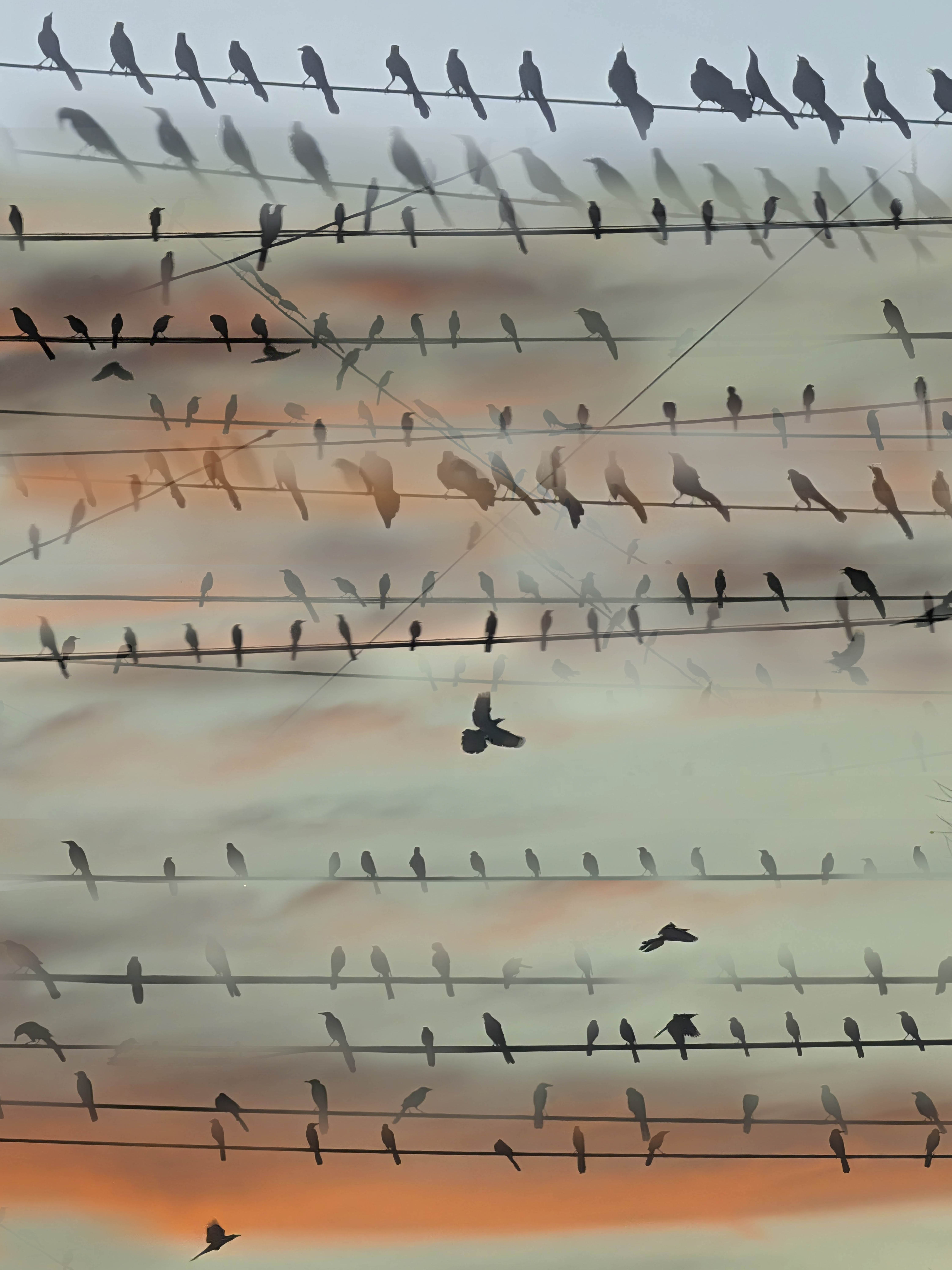 Where the Grackles Gather