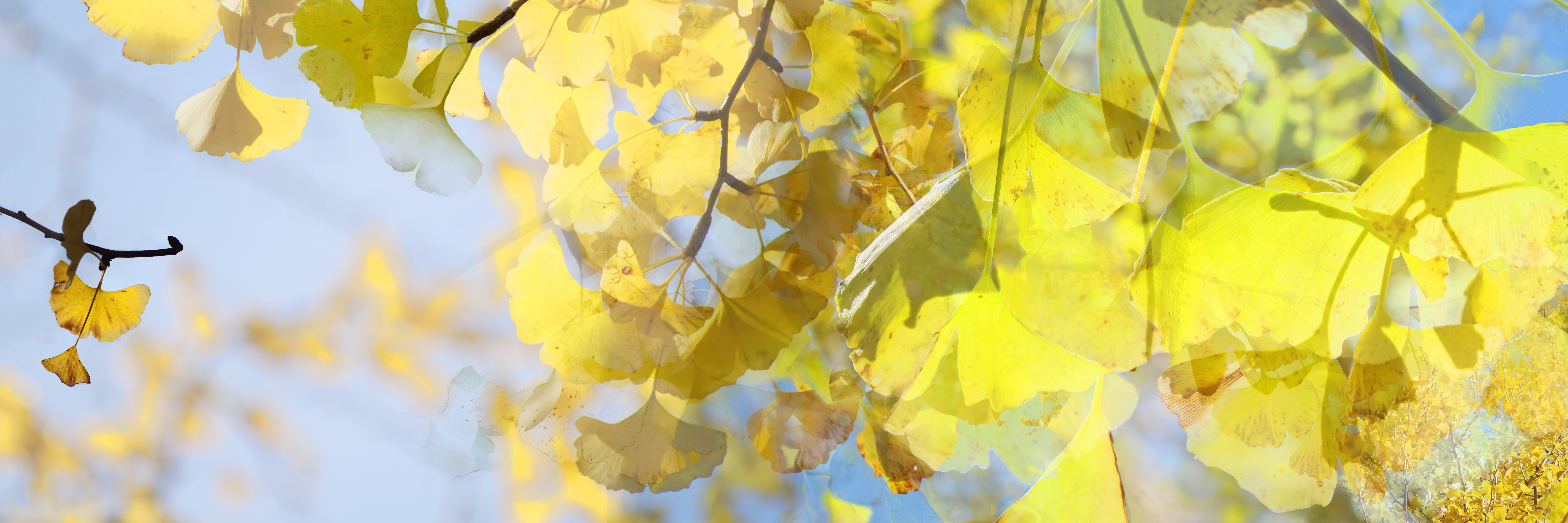 Ginkgo Leaves 