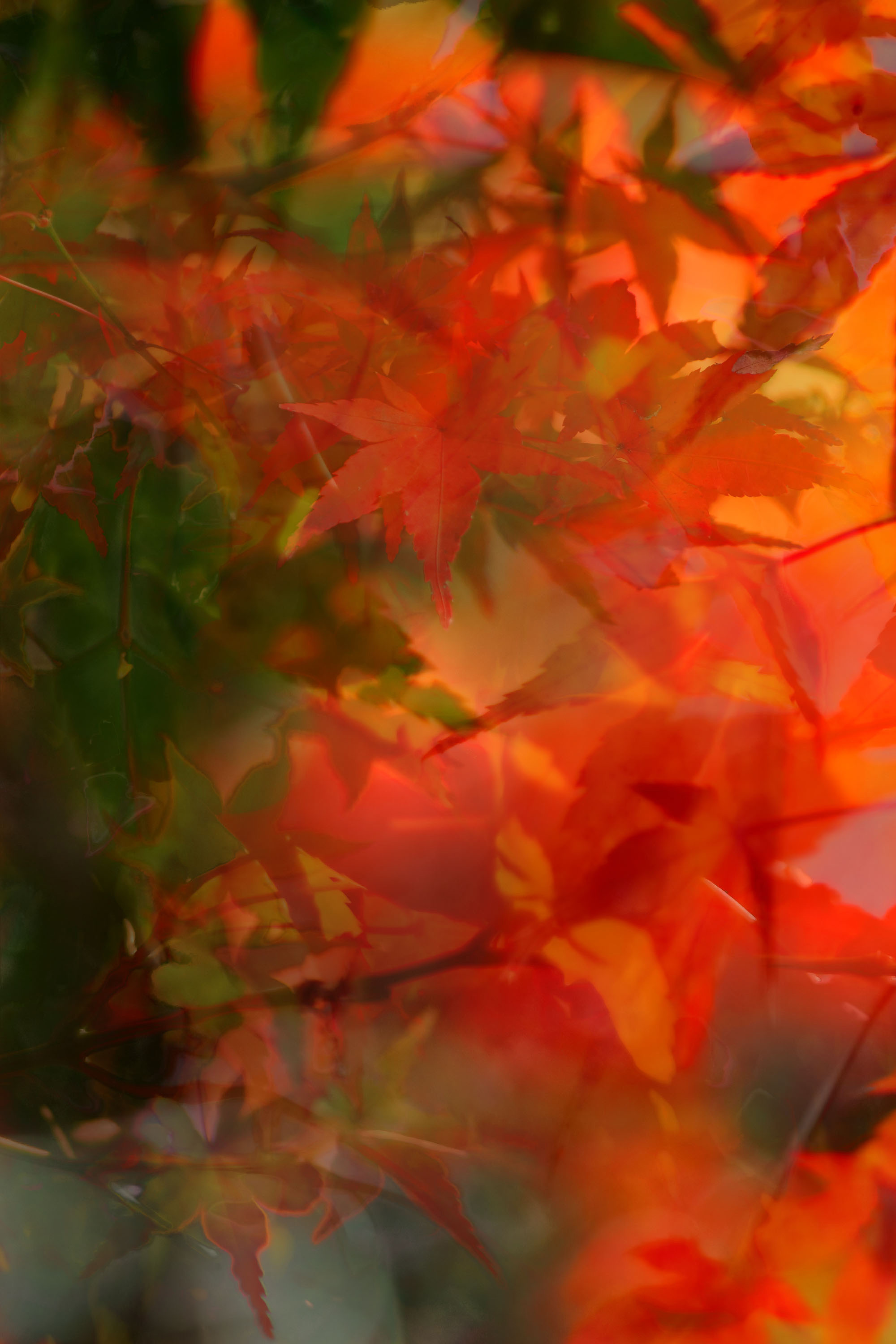 Momiji Breathe