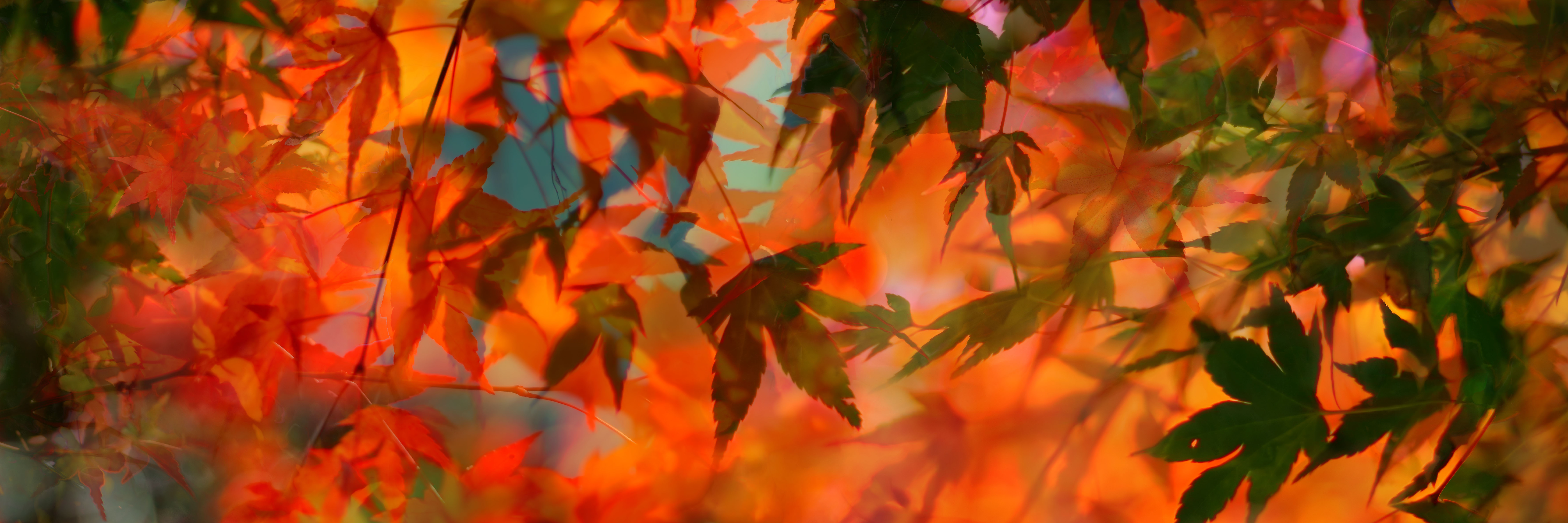 Momiji