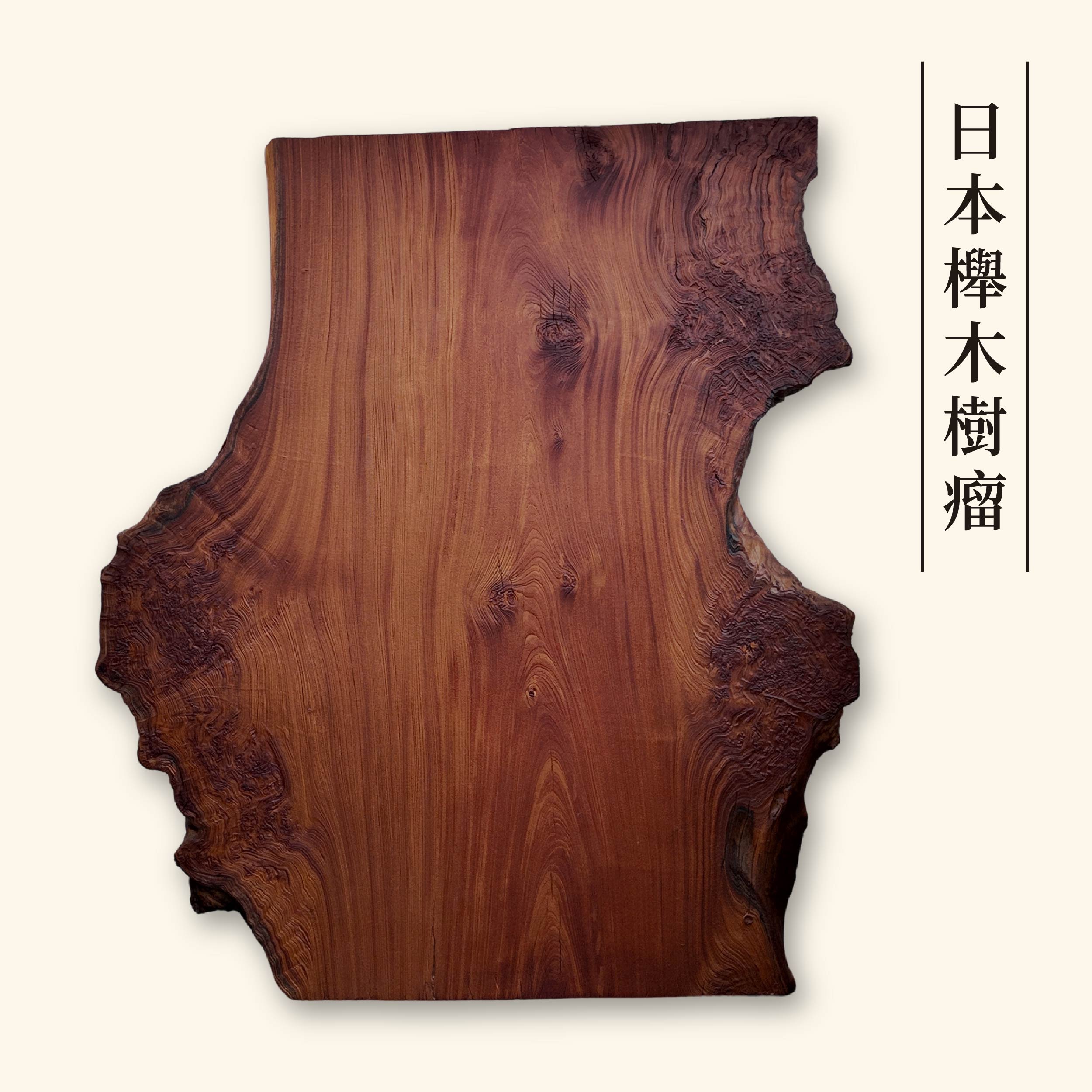 日本櫸木樹瘤
