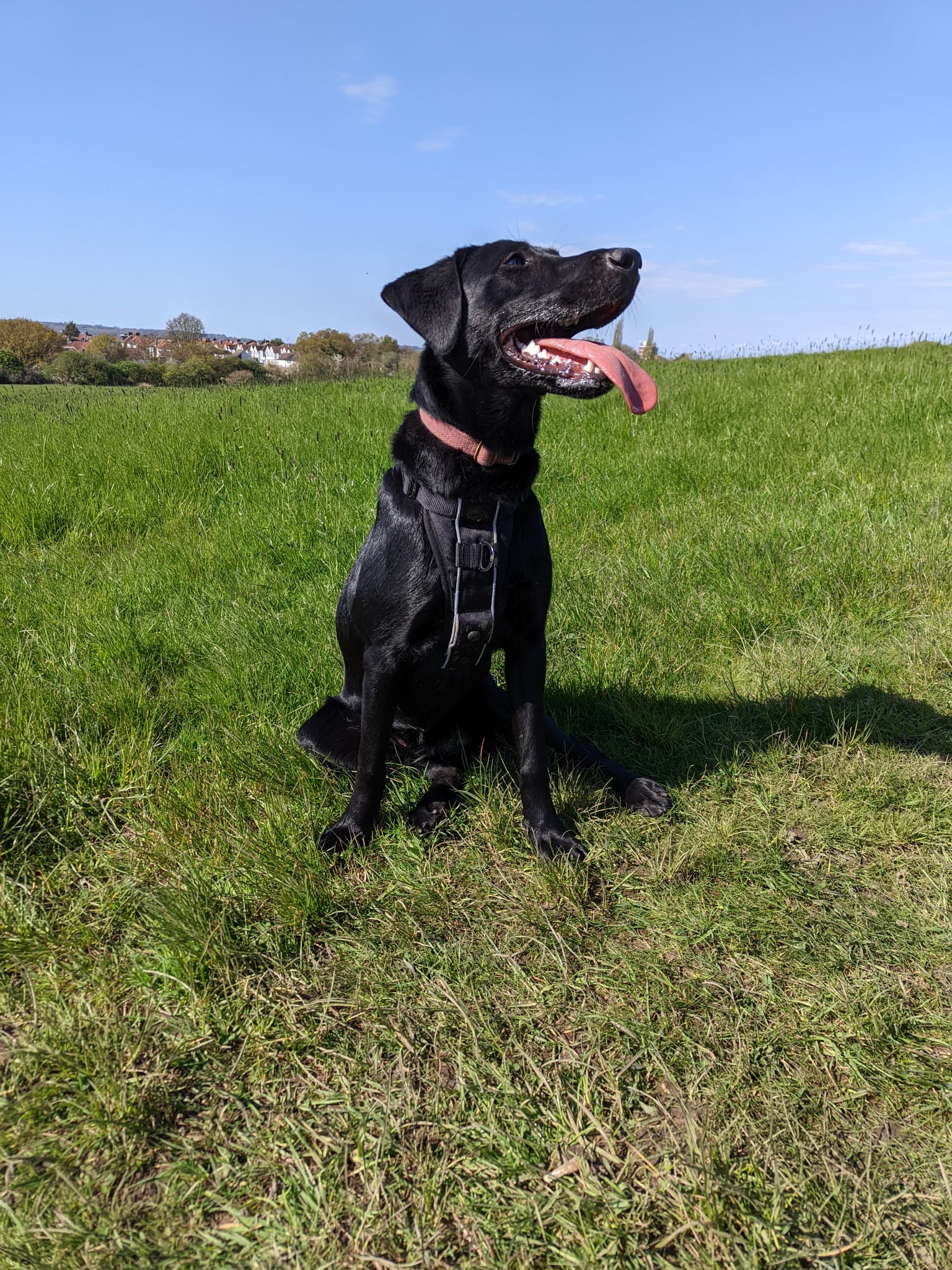 30 minute DOG WALK 