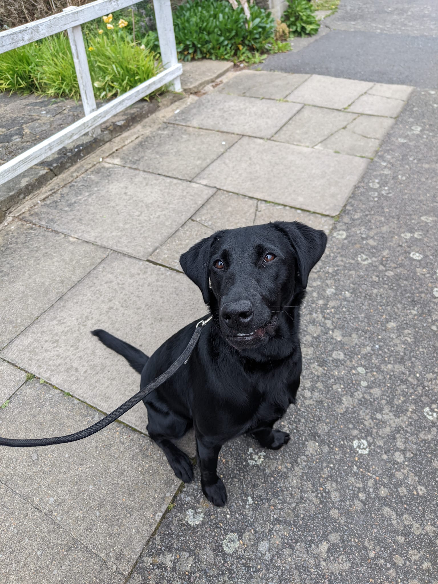 60 minutes DOG WALK