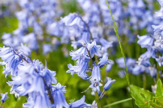 Allantoin