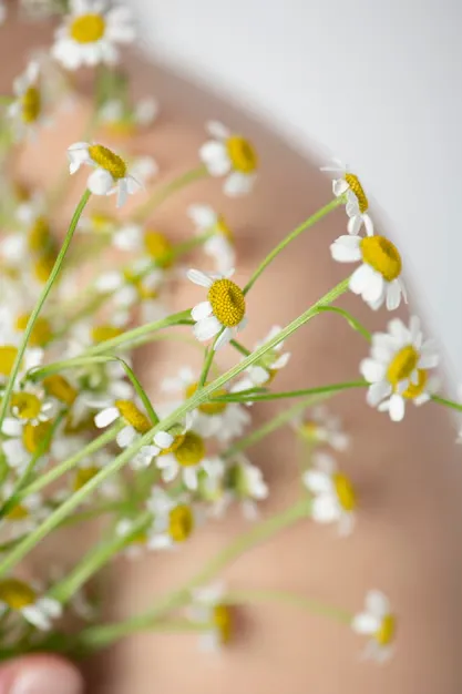 Chamomile (Matricaria)