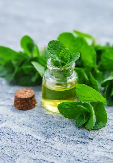 Peppermint Oil (Tinh dầu Bạc Hà)