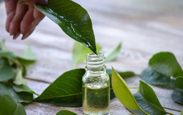 Tea Tree Oil (Tinh dầu Tràm Trà)