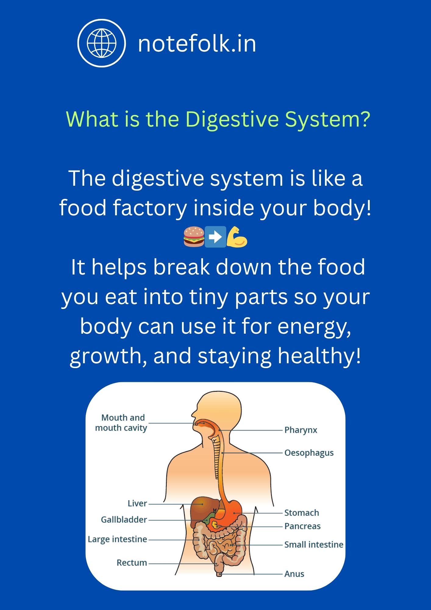 Digestive System in Humans