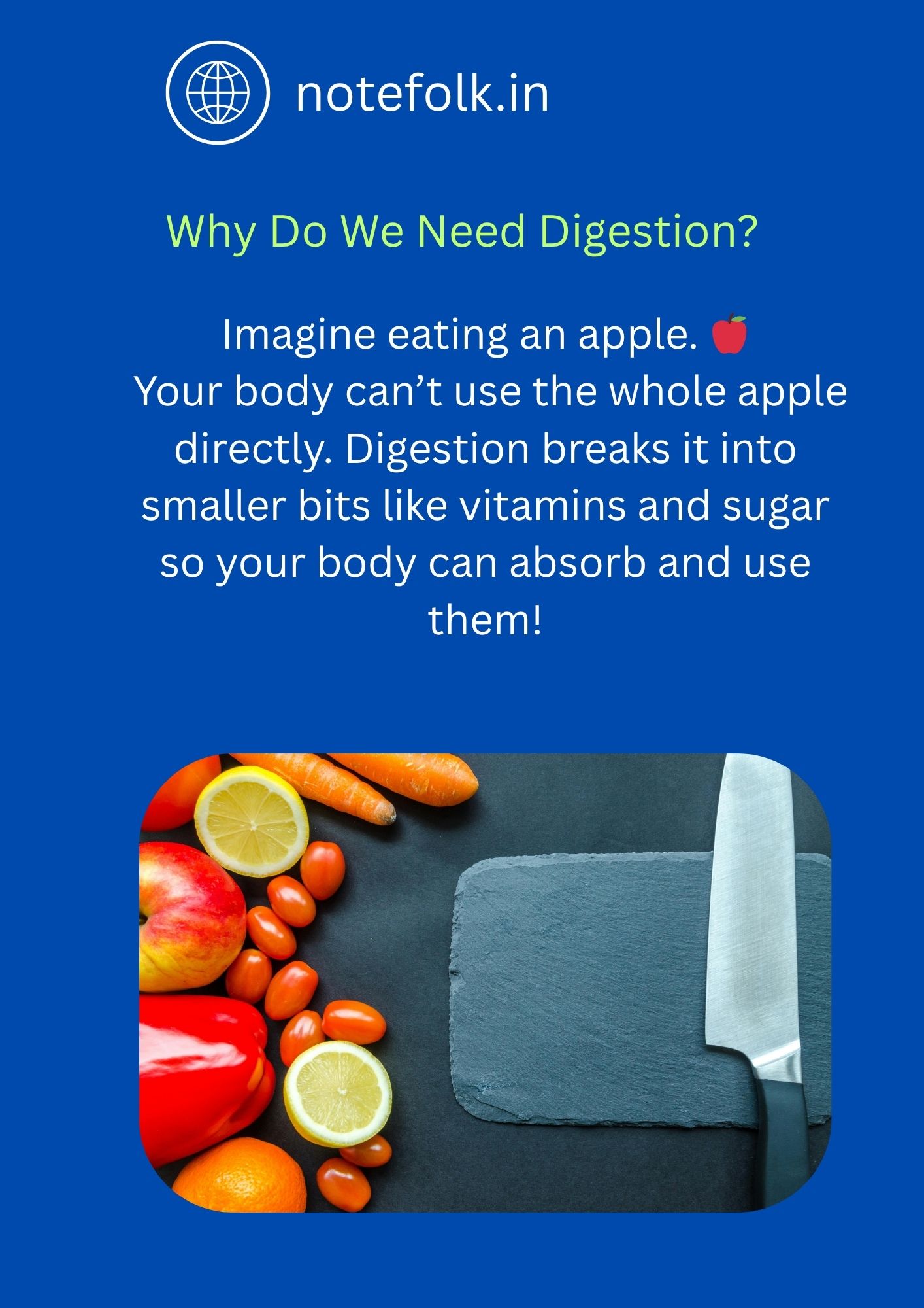 Digestive System in Humans