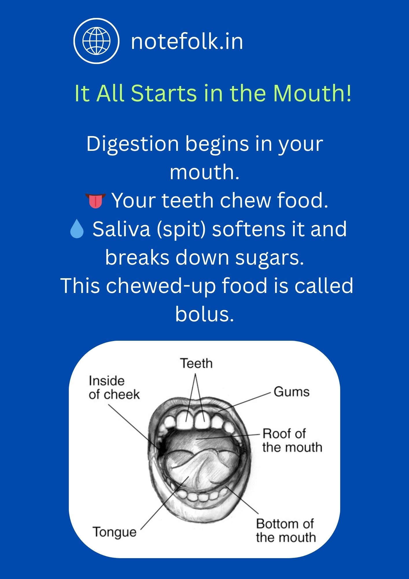 Digestive System in Humans