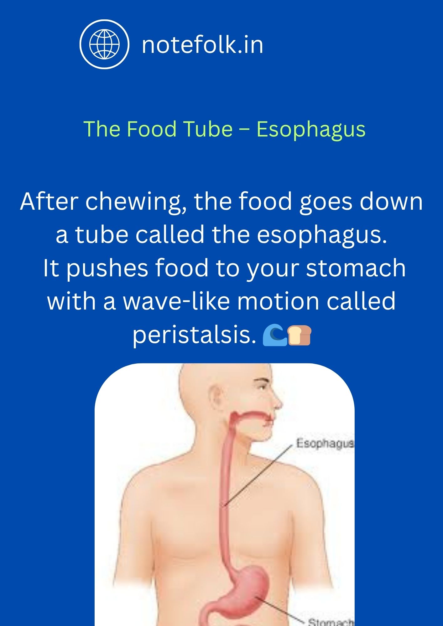 Digestive System in Humans