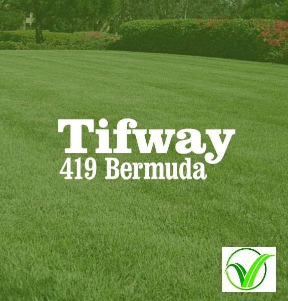 Hybrid Bermuda Tifway 419