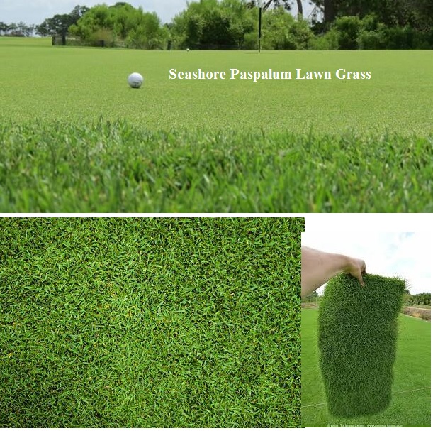 Seashore Paspalum Lawn Grass