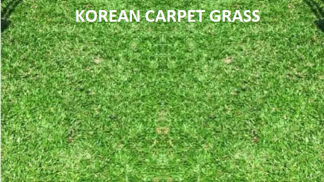 Korean Carpet Grass