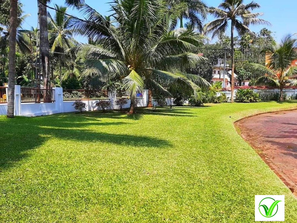 Thai Dwarf Pearl Grass