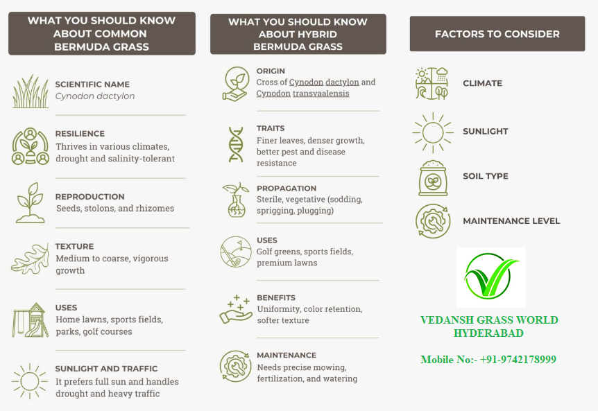 Hybrid Bermuda Tifway 419