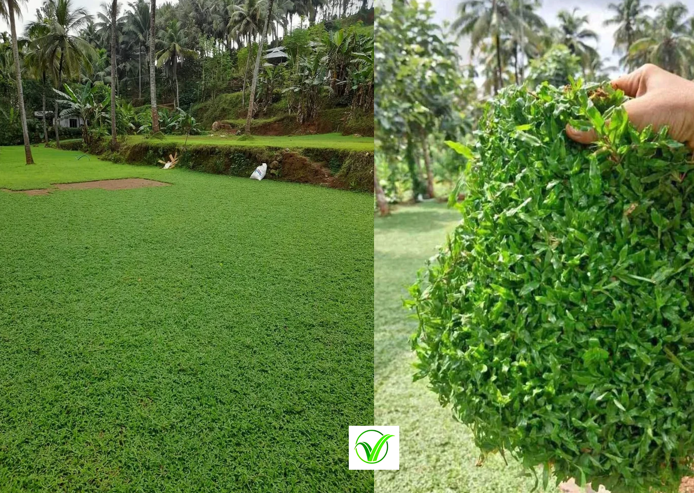 Thai Dwarf Pearl Grass