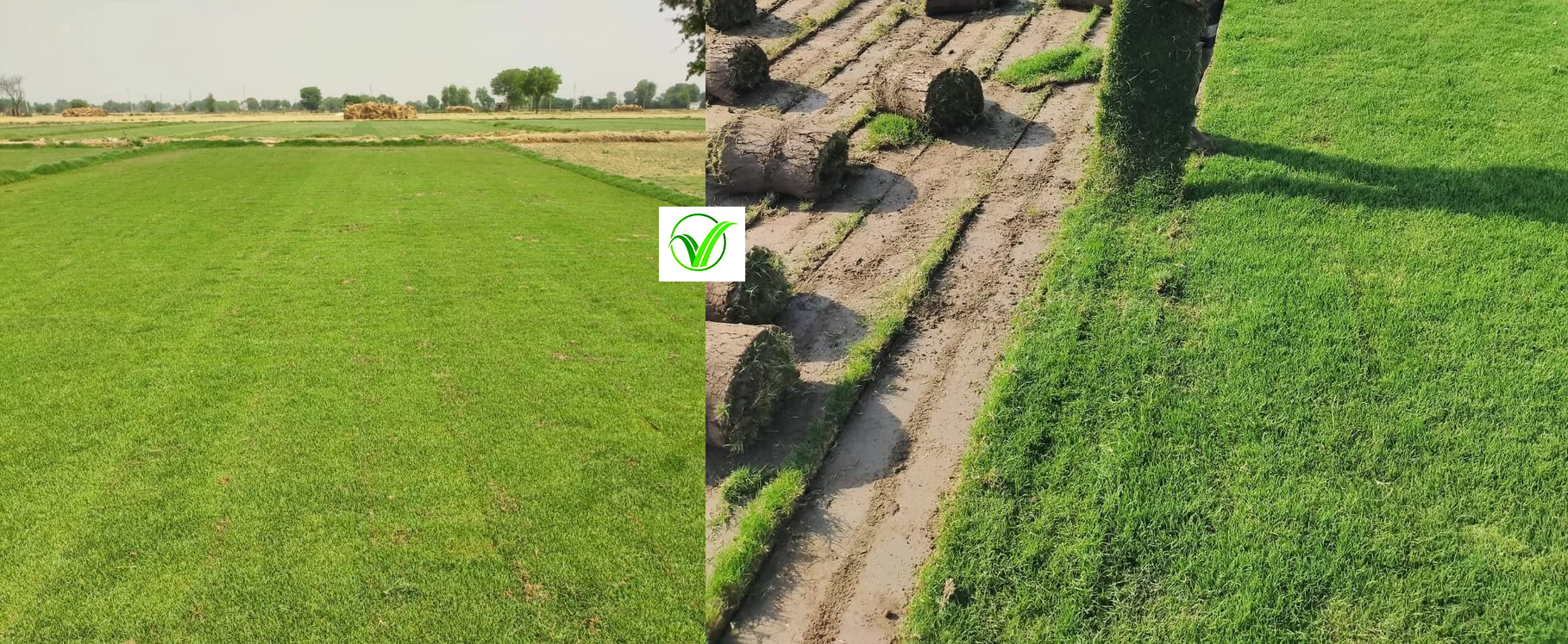 Hybrid Bermuda Tifway 419