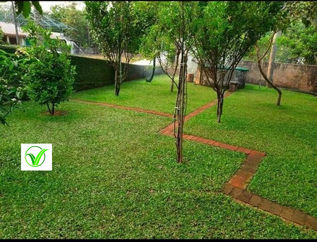 Thai Dwarf Pearl Grass