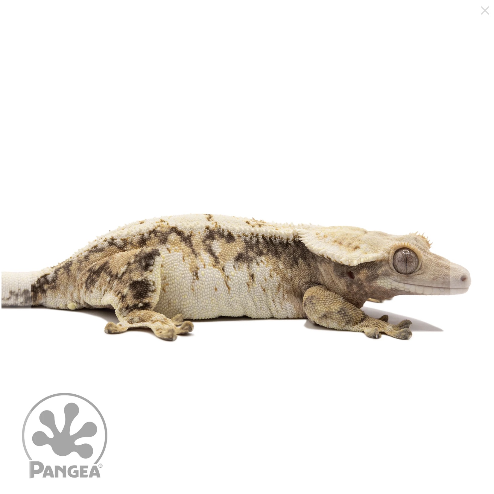 Pink Line Harlequin Crested Gecko