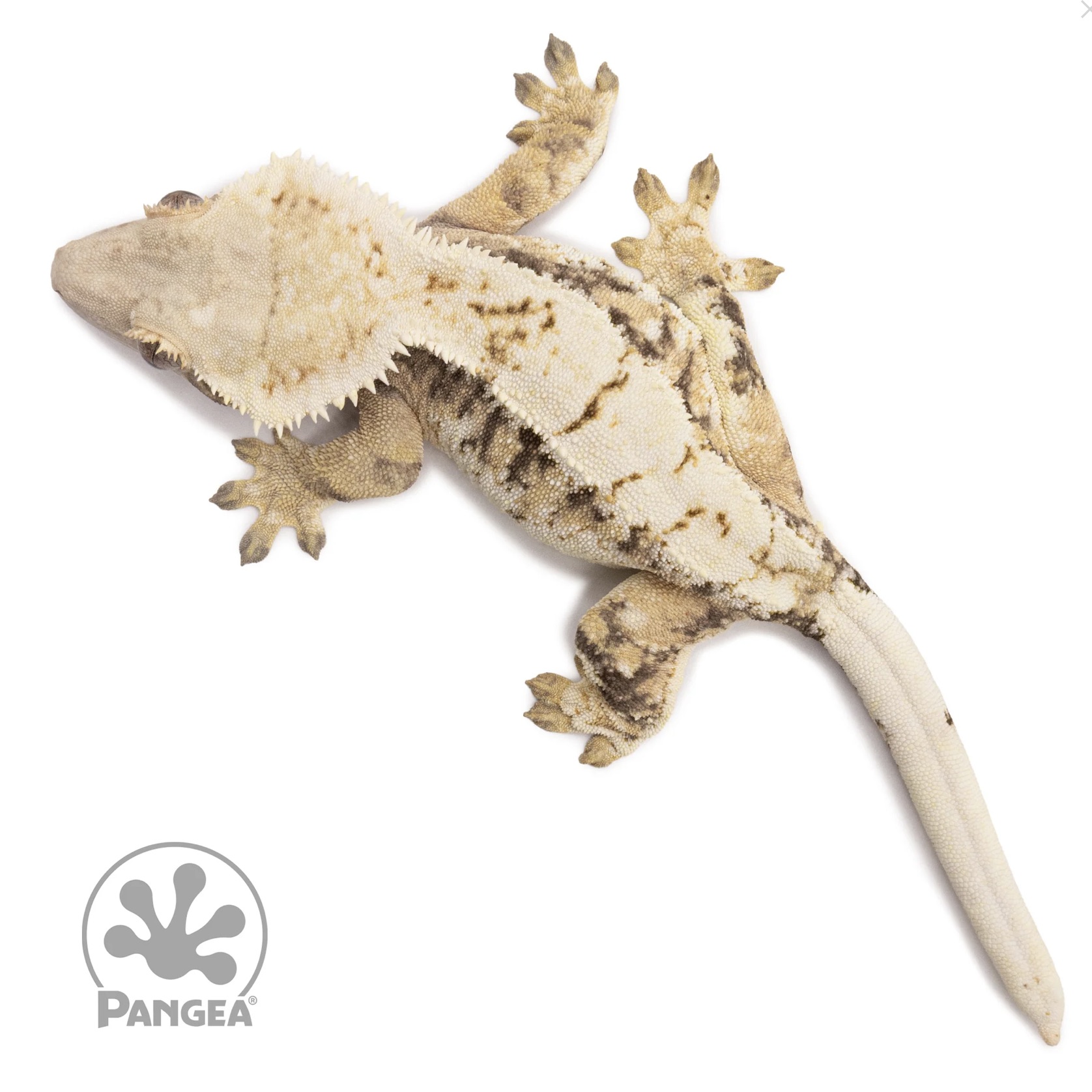 Pink Line Harlequin Crested Gecko