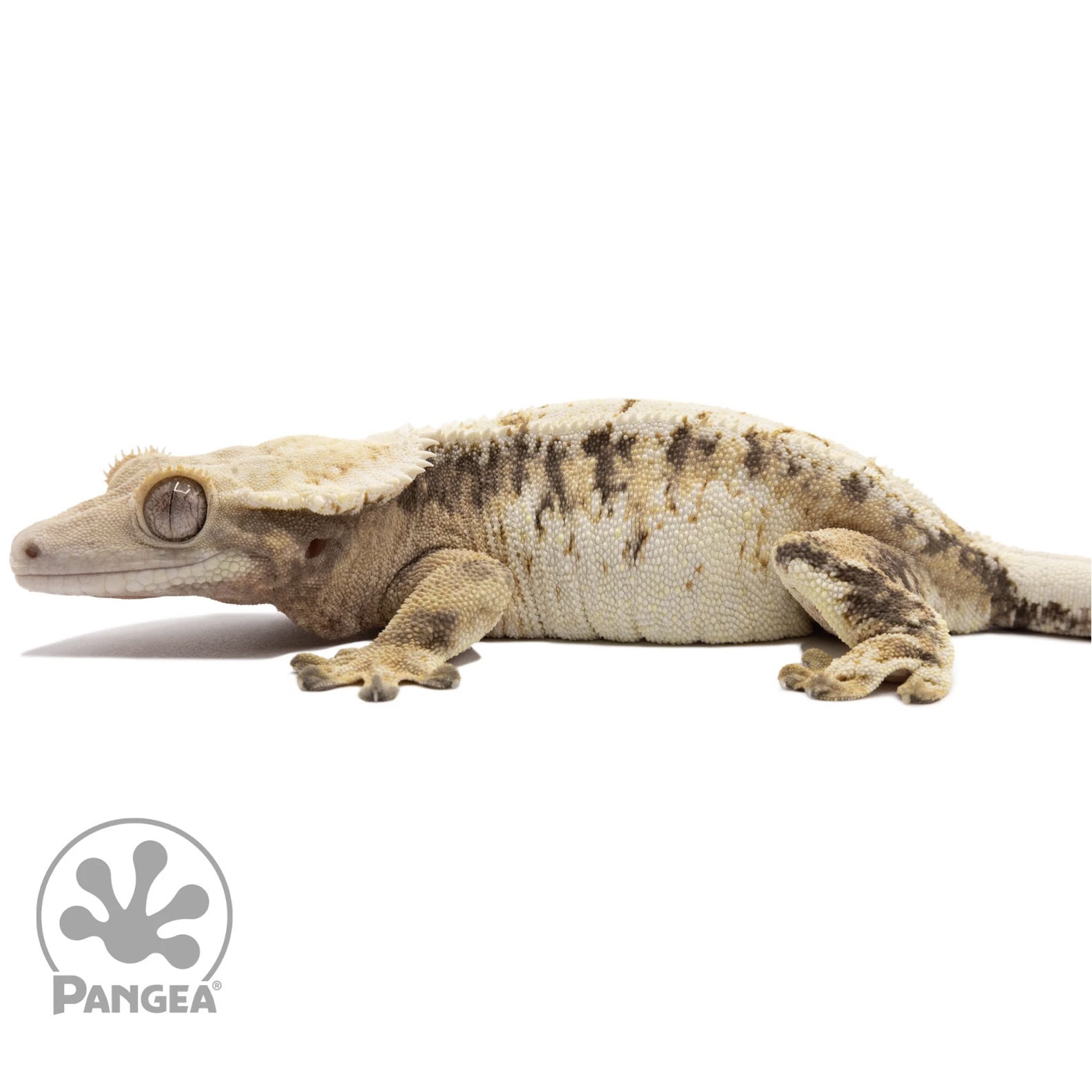 Pink Line Harlequin Crested Gecko