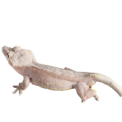 Pink Line Harlequin Crested Gecko