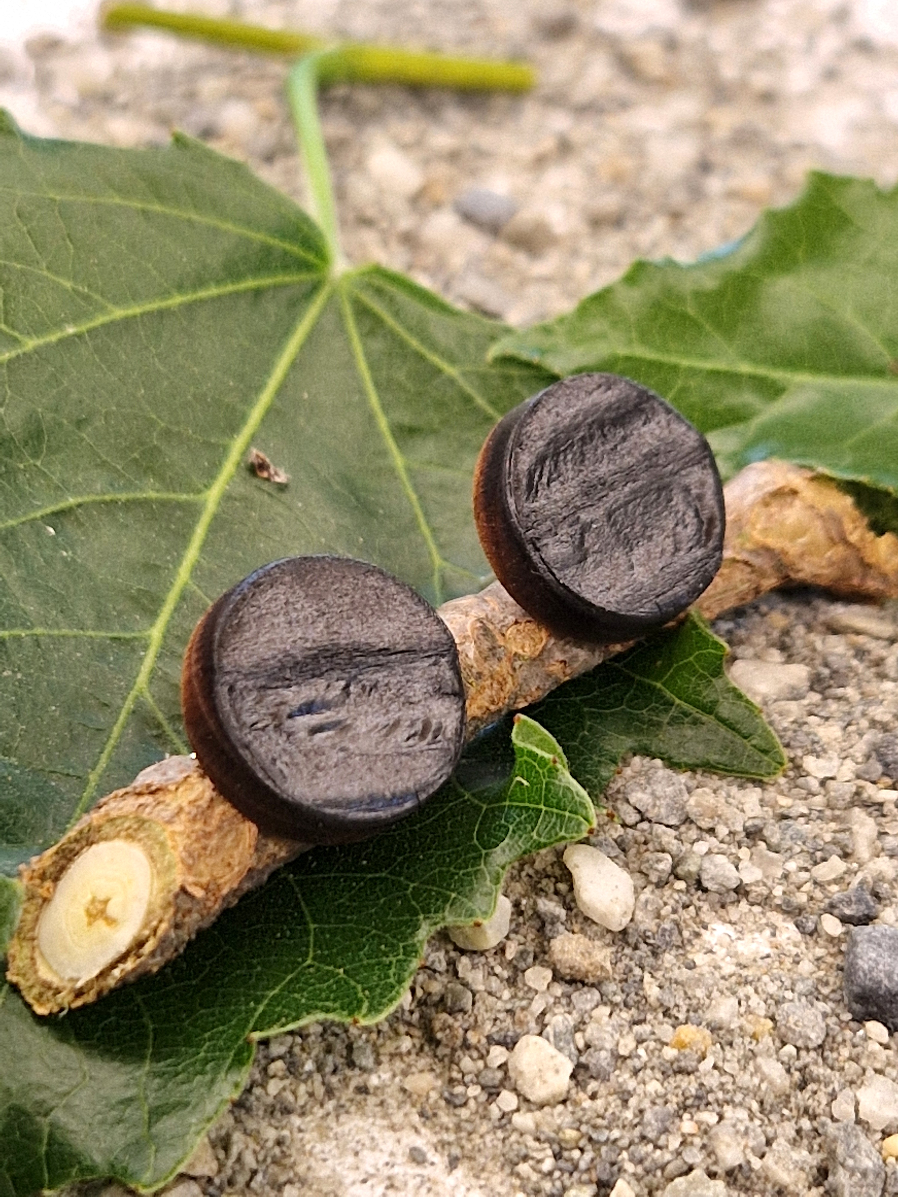 Clous d'oreille - bois brûlé 
