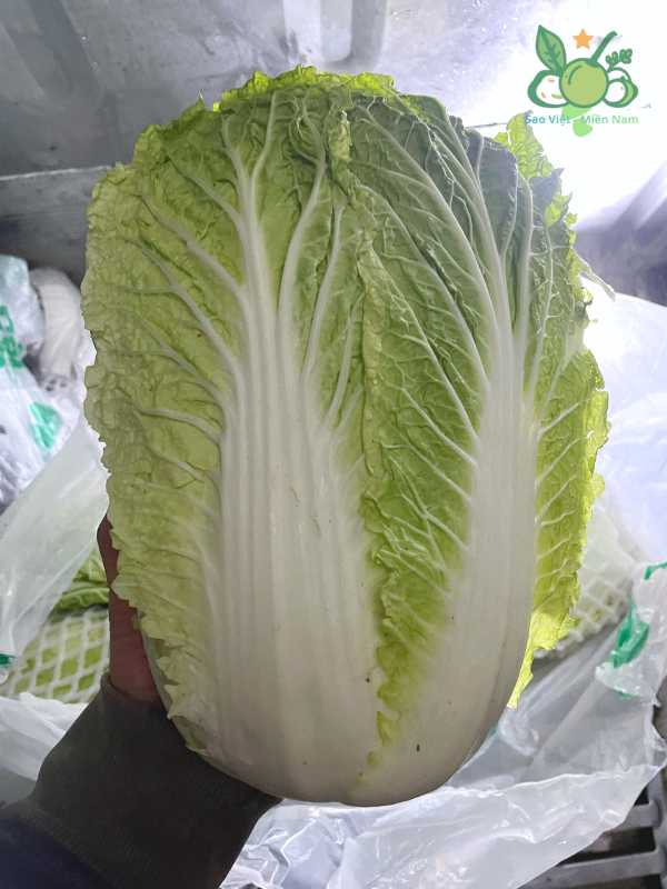 Cải Thảo 25kg/bao. Dùng Làm Kim Chi, Nhà Hàng, Bữa Ăn Hàng Ngày