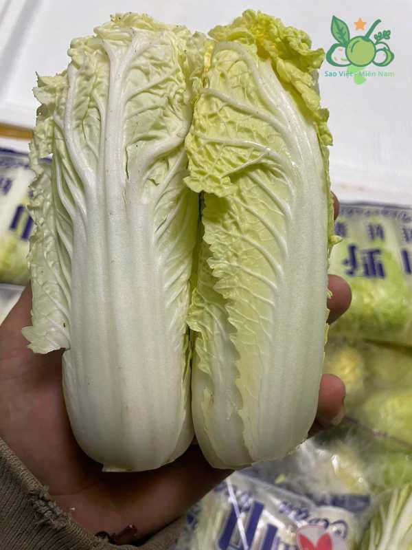 Cải Thảo Baby - Chuyên dùng cho mì cay, nhà hàng cao cấp.