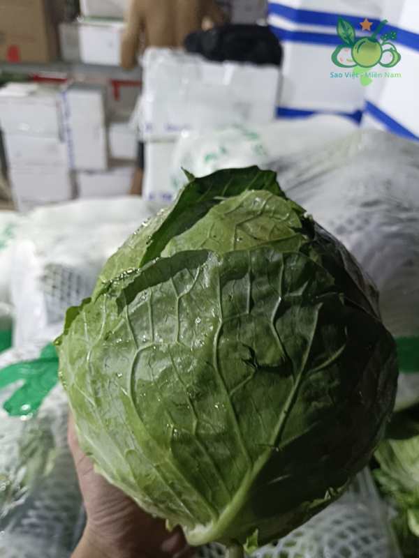 Sú Tim (Bắp Cải Trắng) Sỉ Bao 25kg Tem Sao Việt