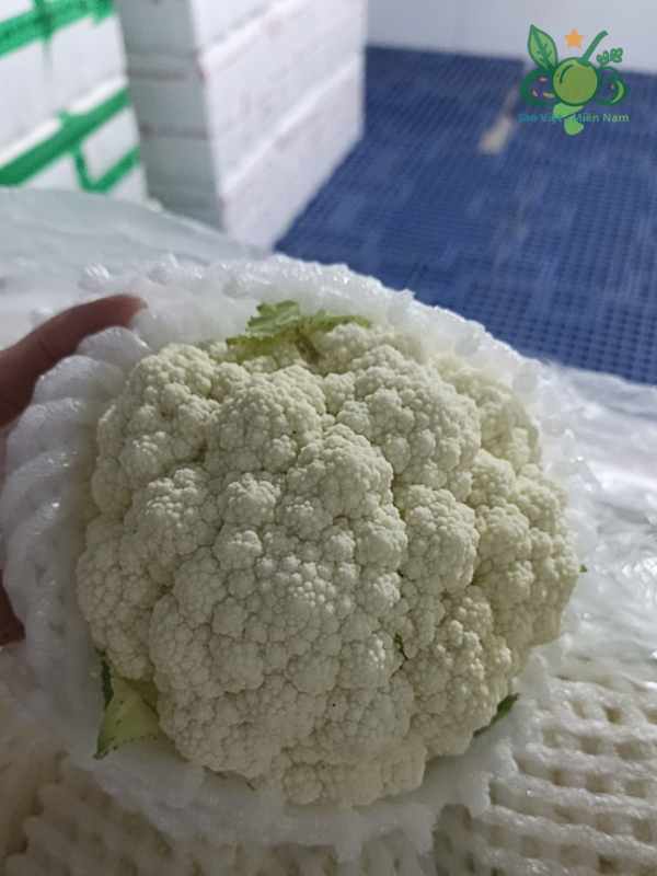 Súp Lơ Trắng - Bông Trắng Sao Việt