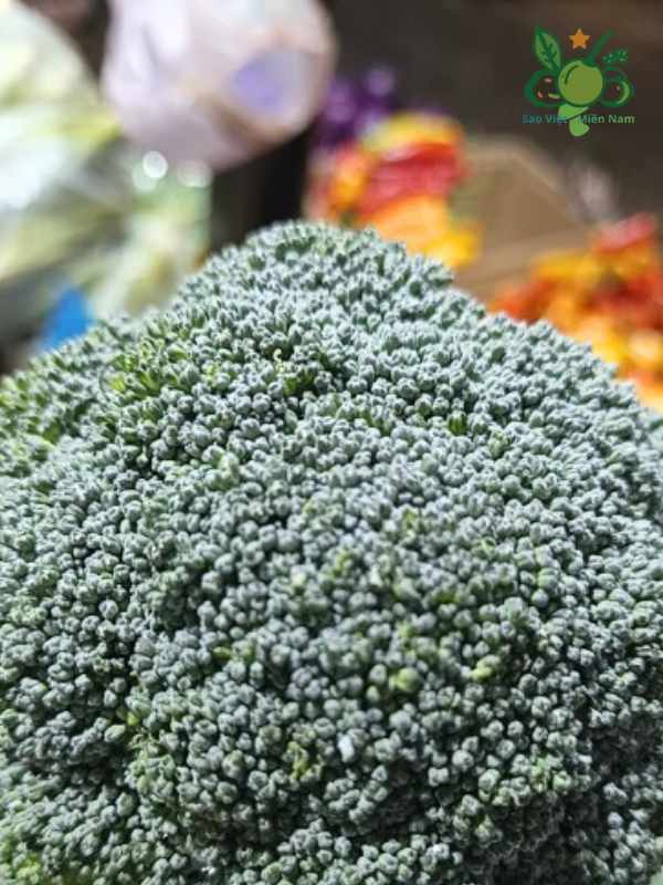 Súp Lơ Xanh - Bông Xanh Sao Việt
